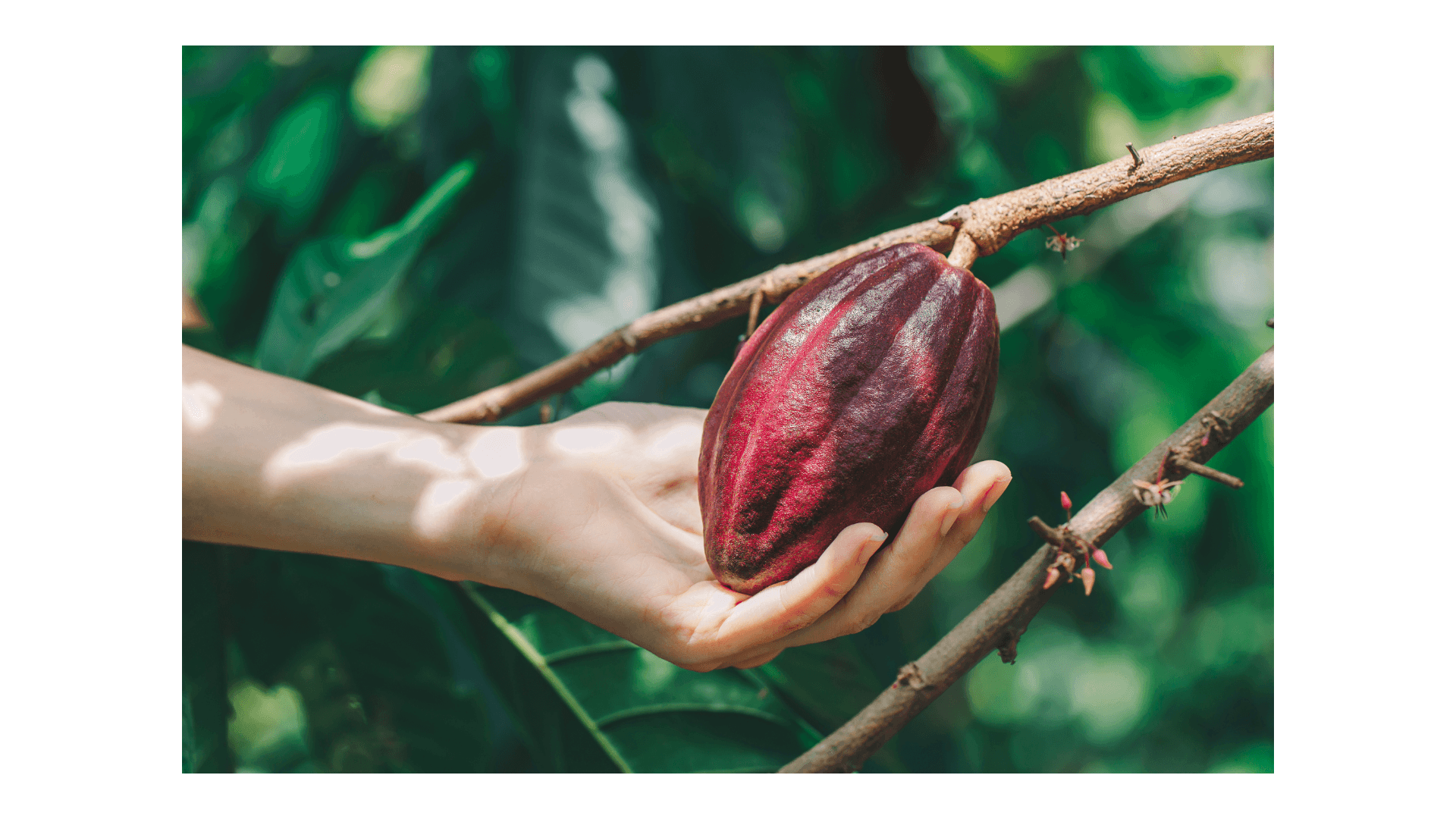 Mazorcas maduras en el árbol de cacao