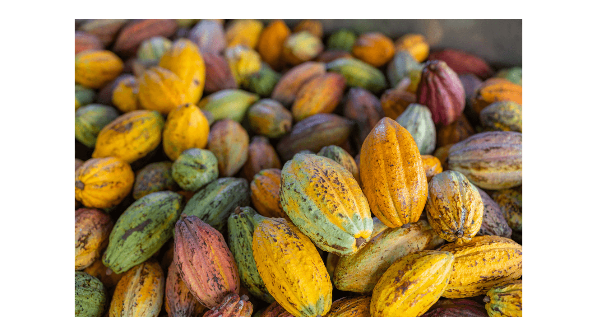 Mazorcas de cacao cosechadas sin despepar