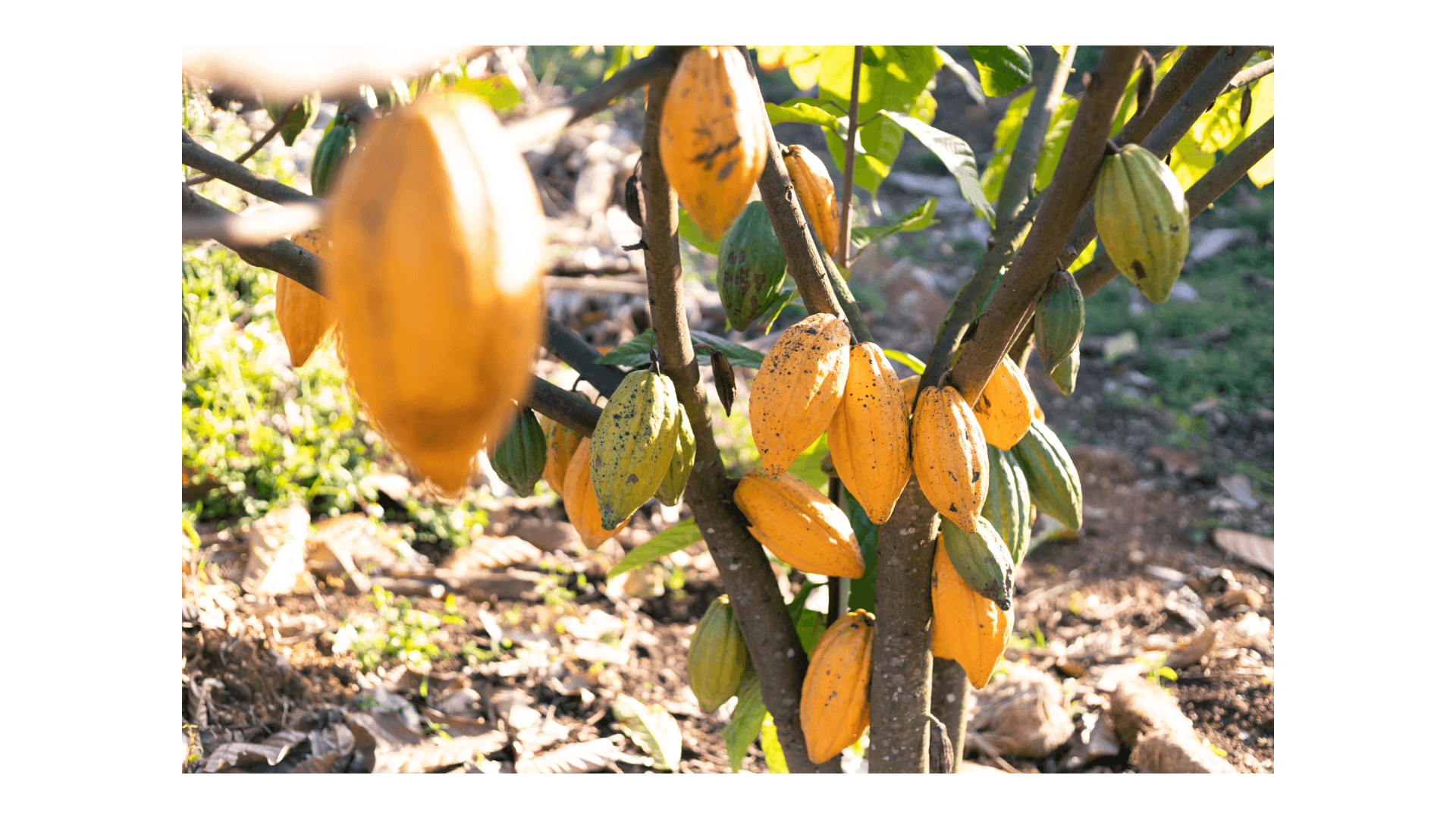 Cultivo de Cacao Agroforestal en Finca La Rosita, Landázuri
